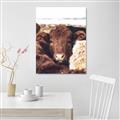 Picture of Snuggled Highland _GroupedProduct_Rectangle_Portrait_Photography _GroupedProduct_Rectangle_Portrait_Unframed_Print_Only_