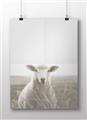 Picture of Field Sheep  _GroupedProduct_Rectangle_Landscape_Photography _GroupedProduct_Rectangle_Landscape_Unframed_Print_Only_