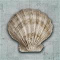 Picture of Vintage Shell I  _GroupedProduct_Square_Unframed_Print_Only_