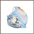 Picture of Watercolor shell I _GroupedProduct_Square_Canvas_Framed_