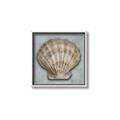Picture of Vintage Shell I  _GroupedProduct_Square_Canvas_Framed_