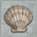 Picture of Vintage Shell I  _GroupedProduct_Square_Canvas_Framed_