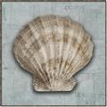 Picture of Vintage Shell I  _GroupedProduct_Square_Canvas_Framed_