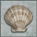 Picture of Vintage Shell I  _GroupedProduct_Square_Canvas_Framed_