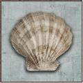 Picture of Vintage Shell I  _GroupedProduct_Square_Canvas_Framed_