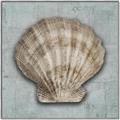 Picture of Vintage Shell I  _GroupedProduct_Square_Canvas_Framed_