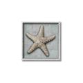 Picture of Vintage Shell II  _GroupedProduct_Square_Canvas_Framed_