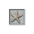 Picture of Vintage Shell II  _GroupedProduct_Square_Canvas_Framed_