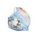 Picture of Watercolor shell I _GroupedProduct_Square_Unframed_Print_Only_
