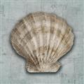 Picture of Vintage Shell I  _GroupedProduct_Square_Unframed_Print_Only_