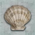 Picture of Vintage Shell I  _GroupedProduct_Square_Unframed_Print_Only_