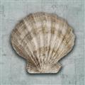 Picture of Vintage Shell I  _GroupedProduct_Square_Unframed_Print_Only_