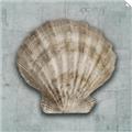 Picture of Vintage Shell I  _GroupedProduct_Square_Unframed_Print_Only_