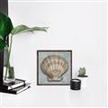 Picture of Vintage Shell I  _GroupedProduct_Square_Canvas_Framed_