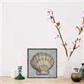 Picture of Vintage Shell I  _GroupedProduct_Square_Canvas_Framed_