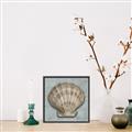 Picture of Vintage Shell I  _GroupedProduct_Square_Canvas_Framed_