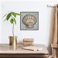 Picture of Vintage Shell I  _GroupedProduct_Square_Canvas_Framed_