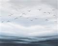 Picture of Flying Birds in the Sky   _GroupedProduct_Rectangle_Landscape_Unframed_Print_Only_