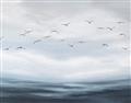 Picture of Flying Birds in the Sky   _GroupedProduct_Rectangle_Landscape_Unframed_Print_Only_