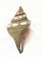 Picture of Sea Shell I _GroupedProduct_Rectangle_Portrait_Unframed_Print_Only_