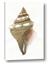 Picture of Sea Shell I