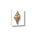 Picture of Sea Shell I _GroupedProduct_Rectangle_Portrait_Canvas_
