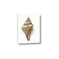 Picture of Sea Shell I _GroupedProduct_Rectangle_Portrait_Canvas_