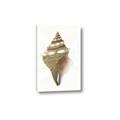 Picture of Sea Shell I _GroupedProduct_Rectangle_Portrait_Canvas_