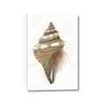 Picture of Sea Shell I _GroupedProduct_Rectangle_Portrait_Canvas_