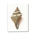 Picture of Sea Shell I _GroupedProduct_Rectangle_Portrait_Canvas_
