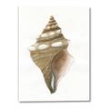 Picture of Sea Shell I _GroupedProduct_Rectangle_Portrait_Canvas_