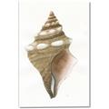 Picture of Sea Shell I _GroupedProduct_Rectangle_Portrait_Canvas_