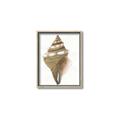 Picture of Sea Shell I _GroupedProduct_Rectangle_Portrait_Canvas_Framed_