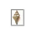 Picture of Sea Shell I _GroupedProduct_Rectangle_Portrait_Canvas_Framed_