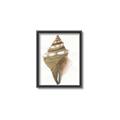 Picture of Sea Shell I _GroupedProduct_Rectangle_Portrait_Canvas_Framed_