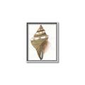 Picture of Sea Shell I _GroupedProduct_Rectangle_Portrait_Canvas_Framed_