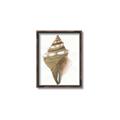 Picture of Sea Shell I _GroupedProduct_Rectangle_Portrait_Canvas_Framed_
