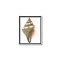Picture of Sea Shell I _GroupedProduct_Rectangle_Portrait_Canvas_Framed_