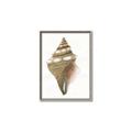 Picture of Sea Shell I _GroupedProduct_Rectangle_Portrait_Canvas_Framed_