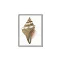 Picture of Sea Shell I _GroupedProduct_Rectangle_Portrait_Canvas_Framed_