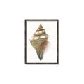 Picture of Sea Shell I _GroupedProduct_Rectangle_Portrait_Canvas_Framed_
