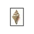 Picture of Sea Shell I _GroupedProduct_Rectangle_Portrait_Canvas_Framed_