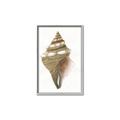 Picture of Sea Shell I _GroupedProduct_Rectangle_Portrait_Canvas_Framed_