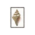 Picture of Sea Shell I _GroupedProduct_Rectangle_Portrait_Canvas_Framed_