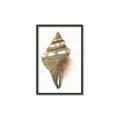 Picture of Sea Shell I _GroupedProduct_Rectangle_Portrait_Canvas_Framed_