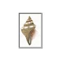 Picture of Sea Shell I _GroupedProduct_Rectangle_Portrait_Canvas_Framed_