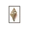Picture of Sea Shell I _GroupedProduct_Rectangle_Portrait_Canvas_Framed_