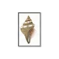 Picture of Sea Shell I _GroupedProduct_Rectangle_Portrait_Canvas_Framed_