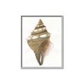 Picture of Sea Shell I _GroupedProduct_Rectangle_Portrait_Canvas_Framed_