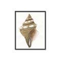 Picture of Sea Shell I _GroupedProduct_Rectangle_Portrait_Canvas_Framed_